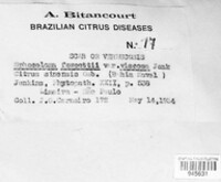 Sphaceloma fawcettii var. viscosa image